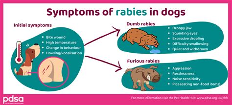 Rabies in dogs - PDSA