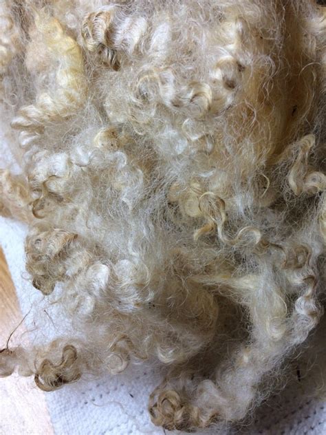 SALE Cotswold sheep wool fleece silky lustrous wool locks