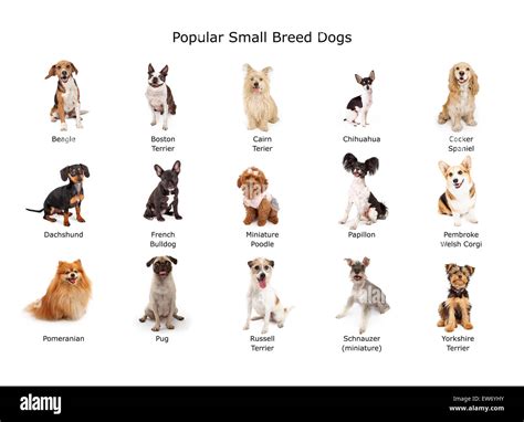 Domestic Dog Breeds