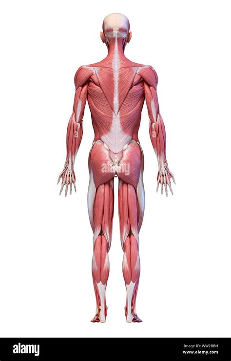 Human anatomy 3d illustration, male muscular system full body, back ...