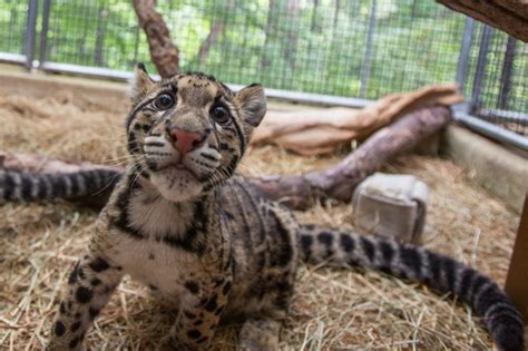 “For the first time ever the clouded leopard habitat will be home to 2 ...