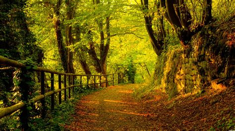 Autumn Path Wallpaper | Free Wallpapers