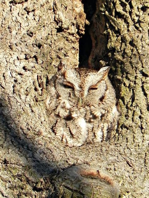 Camouflage Screech Owl Photograph by Geanine Nasta