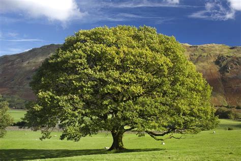 Growing the Columnar English Oak