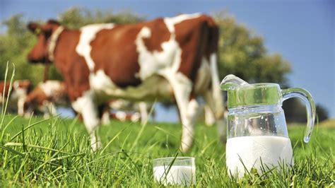 The Benefits of Milk from Grass-Fed Cows