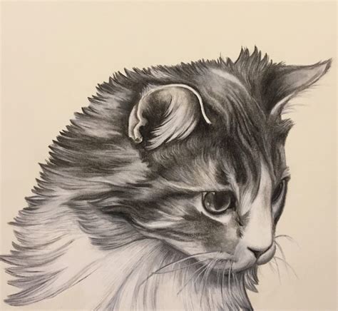 Cat Pencil Portrait Hyper Realistic Portrait-Siddhant ...