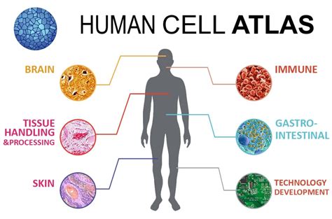 Human Cell Atlas: A 3D Map of All The Cells In The Human Body