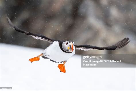 Puffin In Flight During Snowfall Hornoya Island Hornoeya Vardoe ...