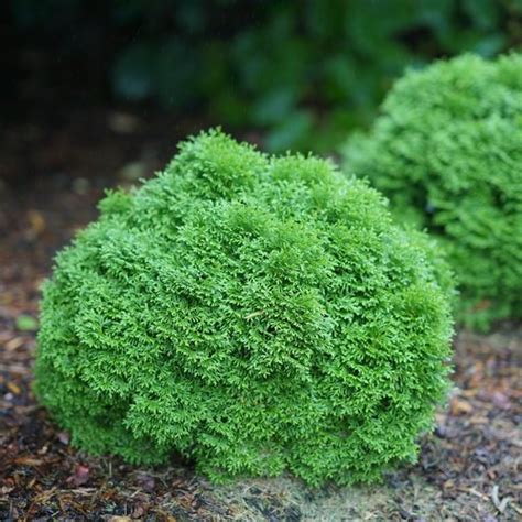 15 Small Evergreen Shrubs for Your Garden | Garden Design