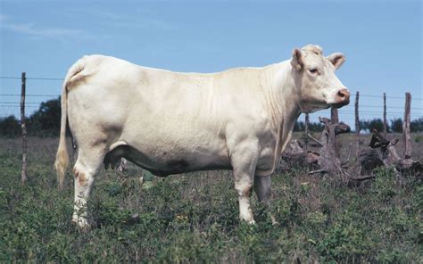 Charolais | Dual-Purpose, Beef Production & French Origin | Britannica