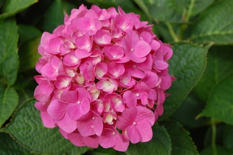 biojojo: Hortensia (Hydrangea macrophylla)