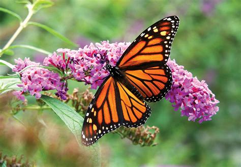 Butterfly bush | Fragrant, Fast-Growing, Hardy | Britannica