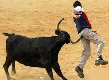 Funny Bull Chasing | Photos | Funny And Cute Animals