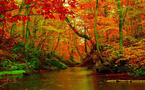 Autumn Forest HD Wallpapers - Wallpaper Cave