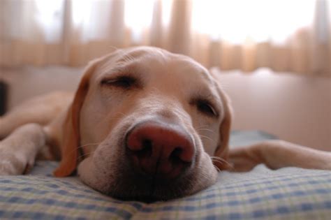 Cuánto duerme un perro: conoce las claves de su sueño - Actualidad mascotas