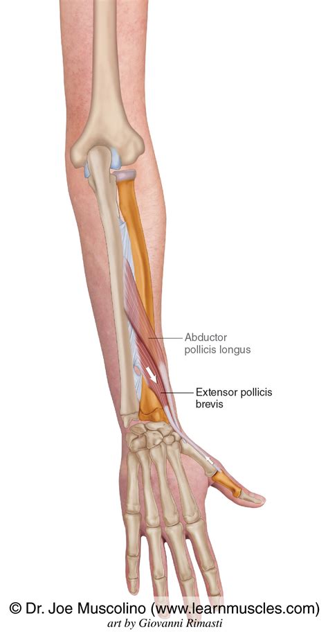 Extensor Pollicis Brevis - Learn Muscles