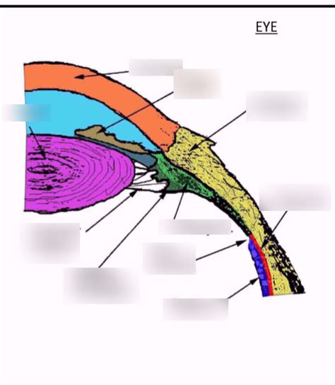 Eye & Orbit Diagram | Quizlet