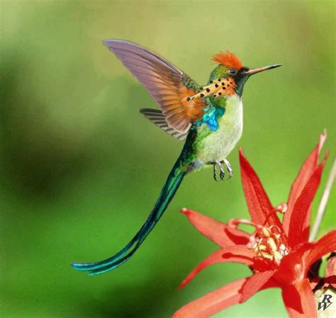 A very exotic Hummingbird.Beautiful :) | Hummingbird, Exotic birds ...