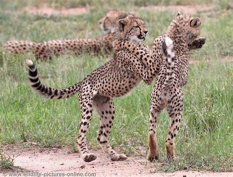 Cheetah Cubs Practise Hunting Skills