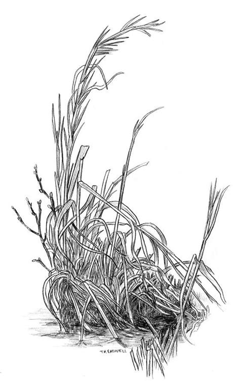 marsh grass | Grass drawing, Bush drawing, Grass painting