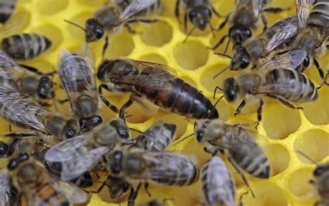 What is the relationship between worker bees and queen bees? - beeplaza