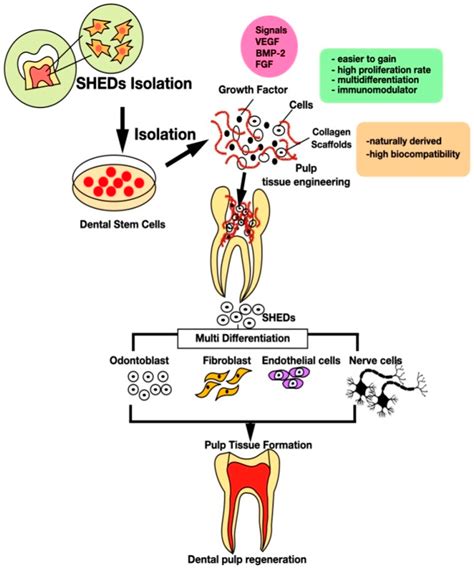 Polymers | Free Full-Text | Tissue Engineering with Stem Cell from ...