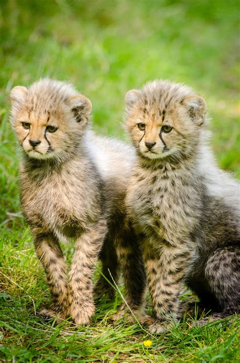 Cheetah Cubs image - Free stock photo - Public Domain photo - CC0 Images