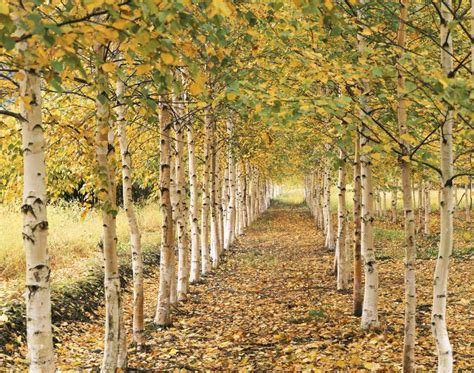 Meet 12 Species of Birch Trees - Betula Genus