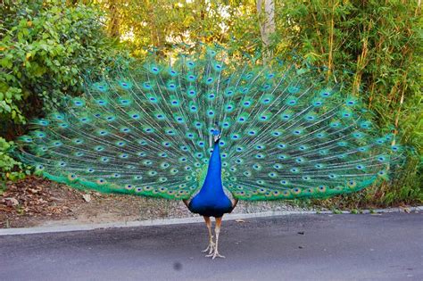 Kuttydownload: Peacock Hd Wallpapers|Peacock Images|Peacock Stills ...