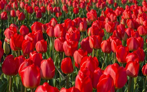 Single Red Tulip Wallpaper