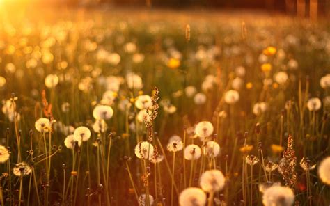 Dandelion Field Wallpapers - 4k, HD Dandelion Field Backgrounds on ...