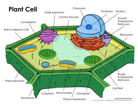 plant-cell-diagram - Tim's Printables