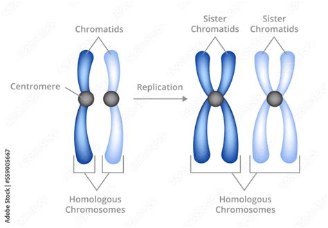 Vecteur Stock Vector illustration of chromosomal replication isolated ...