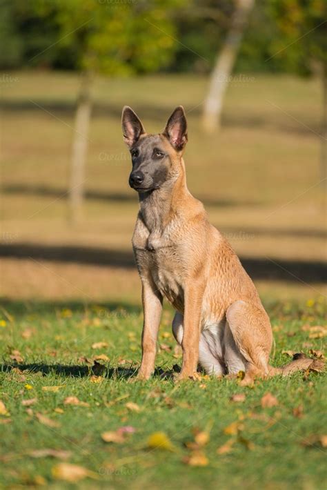 Belgian malinois young puppy featuring belgian, dog, and malinois ...