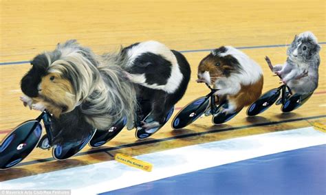 Ruma Kotare: Guinea Pigs at the Olympics