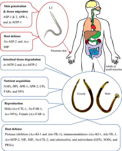 Symptoms Of Hookworms In Humans From Dogs - lalarmay