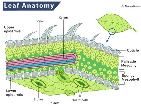 tak chrípka vykonám anatomical section lovaf Leia graf blesk