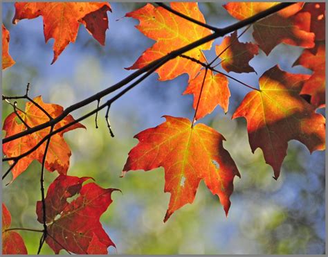 Red maple leaves | Glass leaves, Leaves, Tree leaves