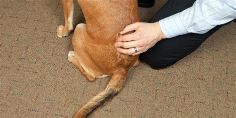 10 Common Dog Spine Problems – Symptoms, Causes & Treatments