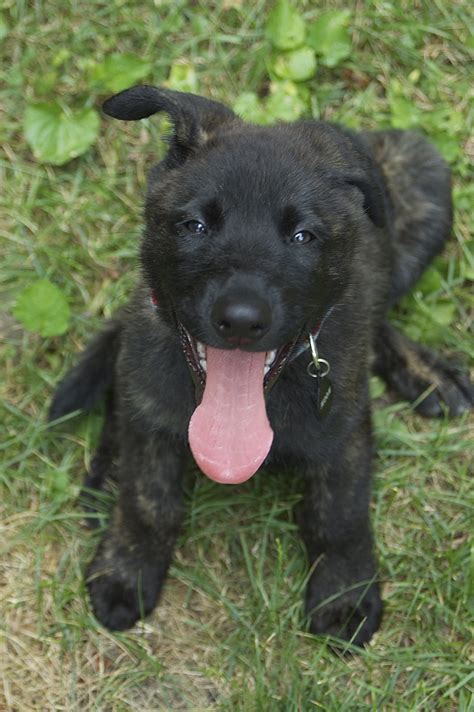 happy Dutch Shepherd puppy photo and wallpaper. Beautiful happy Dutch ...