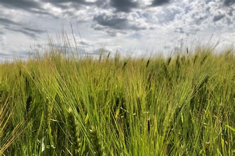 Feed weekly outlook: Old-, new-crop barley prices converge - Country Guide