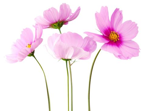 Colorful Flowers PNG Transparent Image | PNG Mart | Flower png images ...