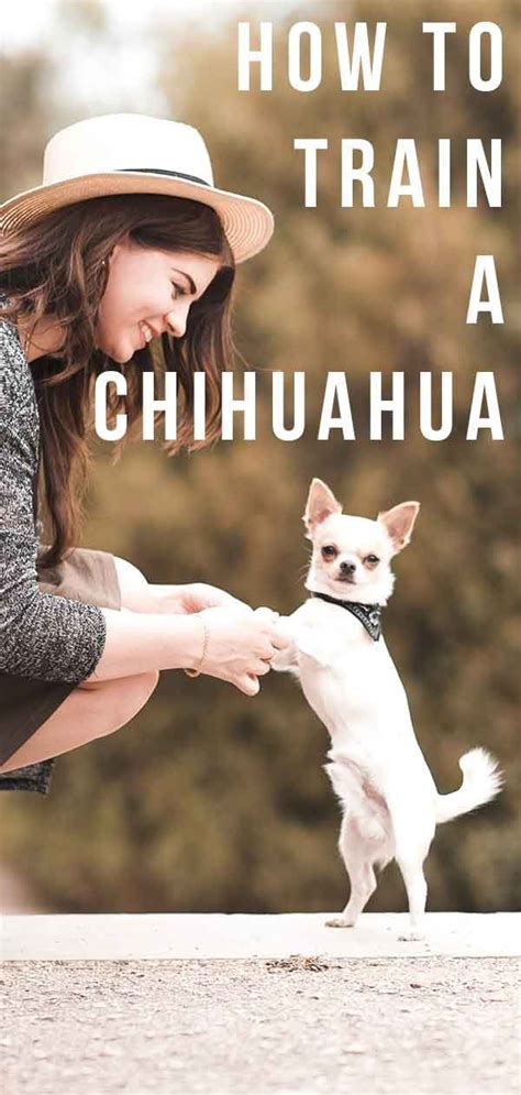 How To Train A Chihuahua - Expert Chihuahua Training Guides | Chihuahua ...