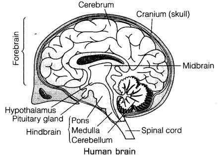 human brain drawing with labels - thefinaljudgementegyptianpainting