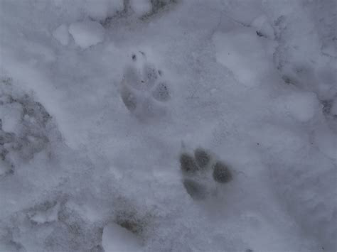 Tracking a Lake Erie Coyote — Natural Sewickley