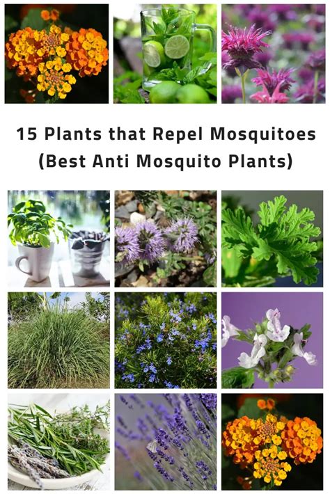 15 Plants That Repel Mosquitoes (Best Anti Mosquito Plants) | Constant ...