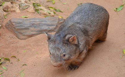 Jaw-some wombats may be great survivors - UQ News - The University of ...