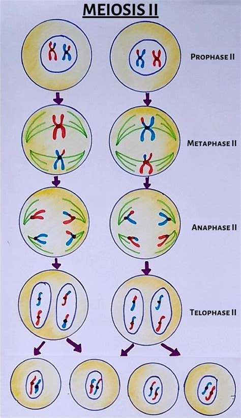 Draw Meiosis