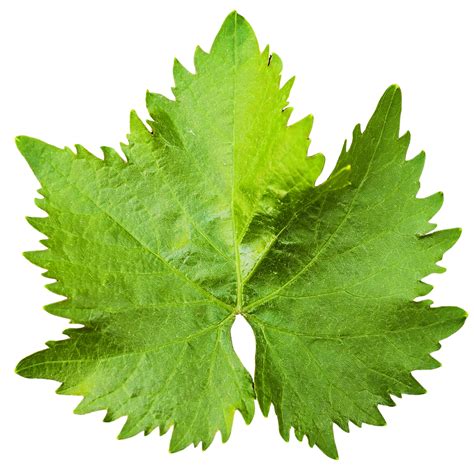 Grape Vine Leaf | Vine leaves, Leaves, Grape vines