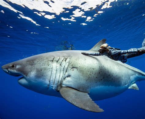 Deep Blue, biggest great white shark on record. Believed to be around ...